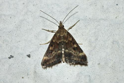 Réf. 308 662 : Pyrausta despicata